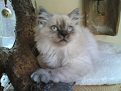 Bibi von der Rosselburg