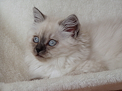 Bibi von der Rosselburg