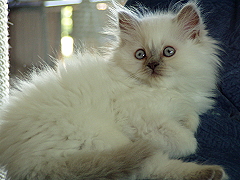 Bonita von der Rosselburg