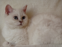 Wolke ist eine kurzhaarige Selkirk Rex